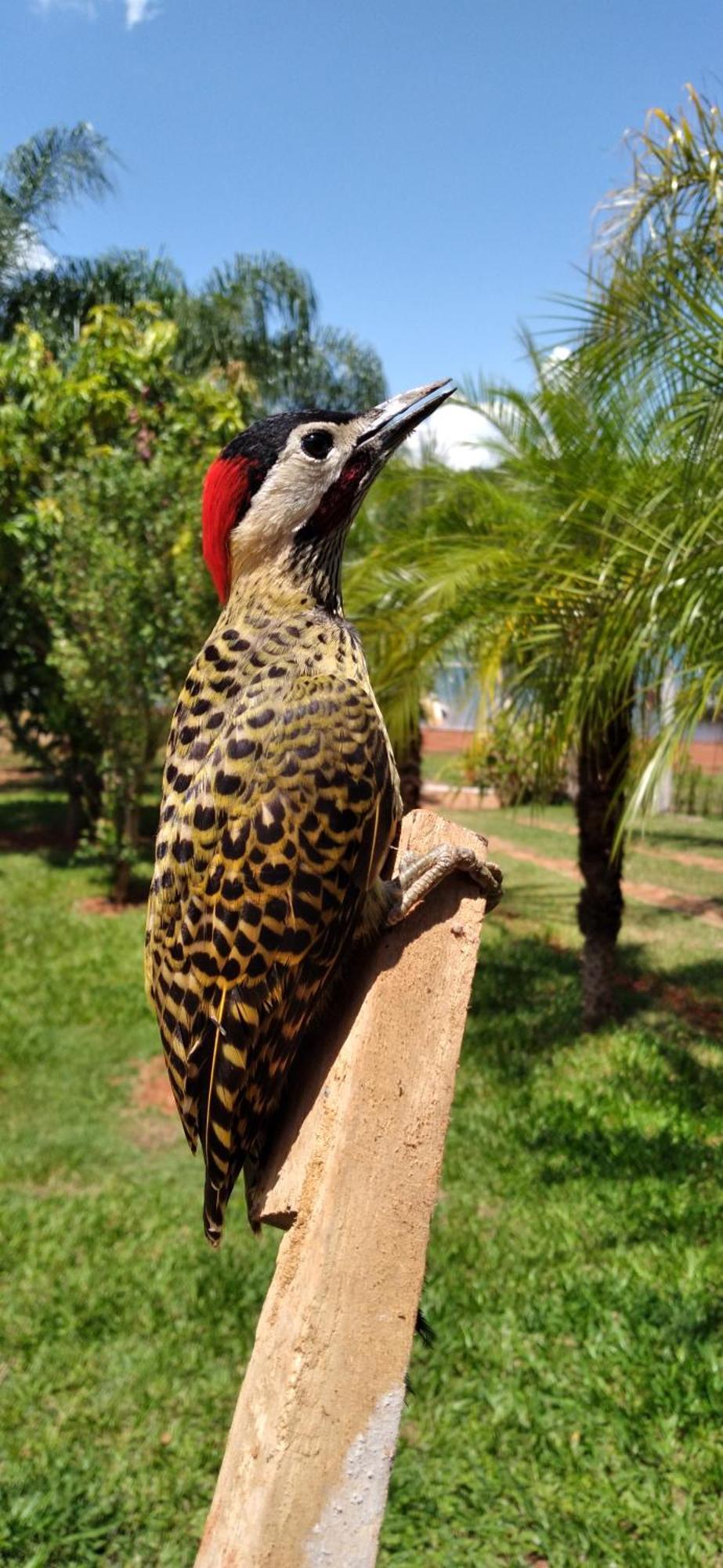 Pousada Estancia Mineira Guapé Екстериор снимка